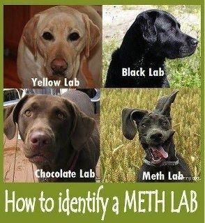 meth-lab-dog.jpg
